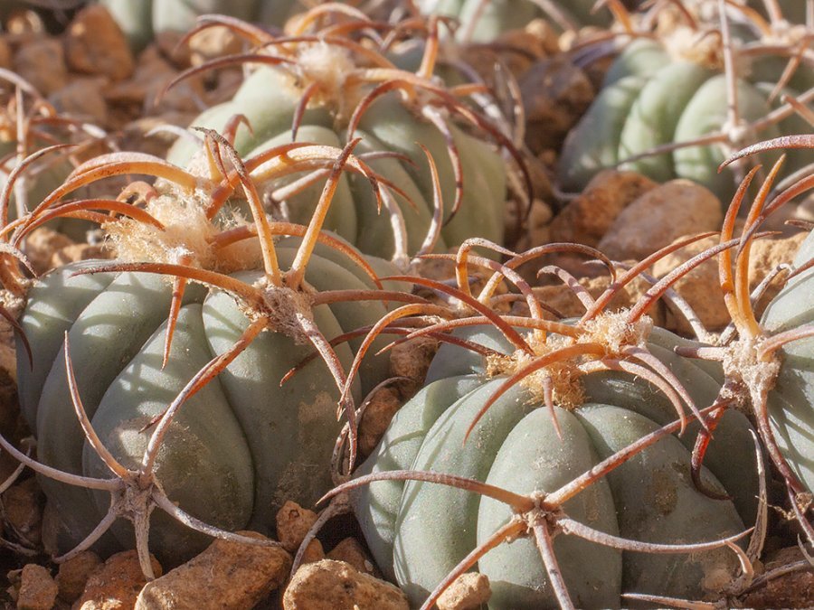 Echinocactus horizonthalonius RC 521 Alpine, Tx