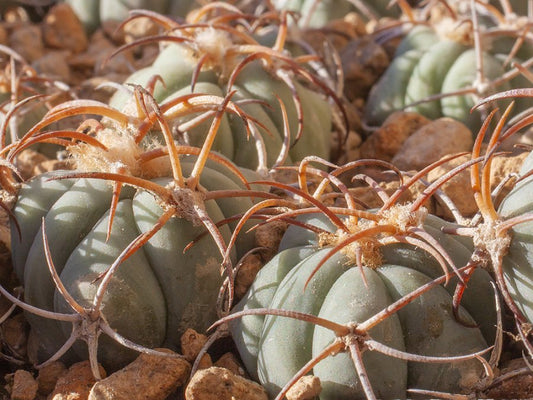 Echinocactus horizonthalonius RC 521 Alpine, Tx