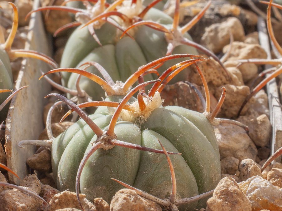 Echinocactus horizonthalonius RC 534 Cerro Alto, Hudspeth Co, Tx
