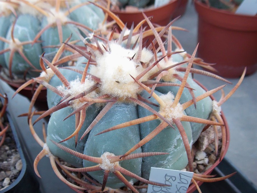 Echinocactus horizonthalonius RC 187 Santa Barbara, Dur - 10 seeds