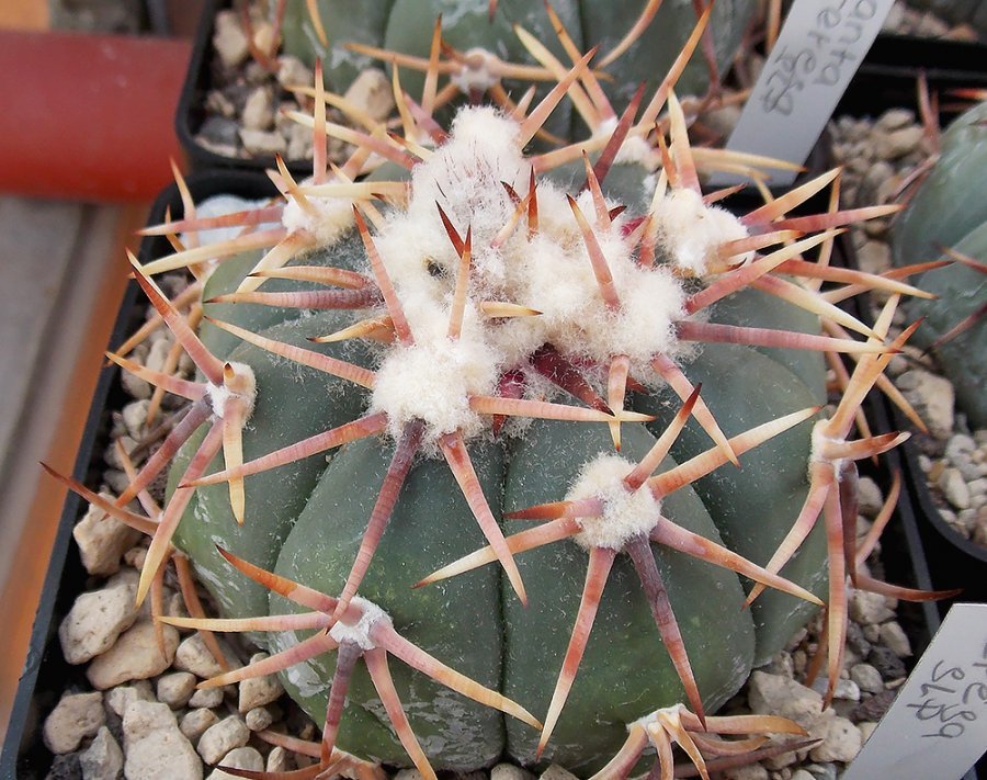 Echinocactus horizonthalonius VZD 1070 Santa Teresa, SLP - 10 seeds