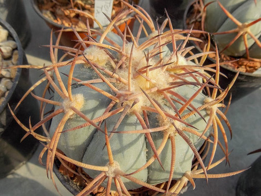 Echinocactus horizonthalonius Terlingua, Tx