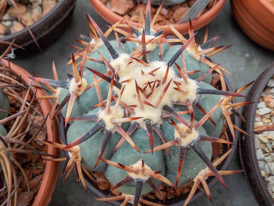 Echinocactus horizonthalonius VM 394  General Cepeda, Coah - 10 seeds