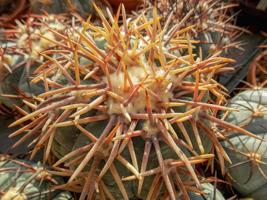 Echinocactus horizonthalonius VM 600 Pozos, Gto - 10 seeds