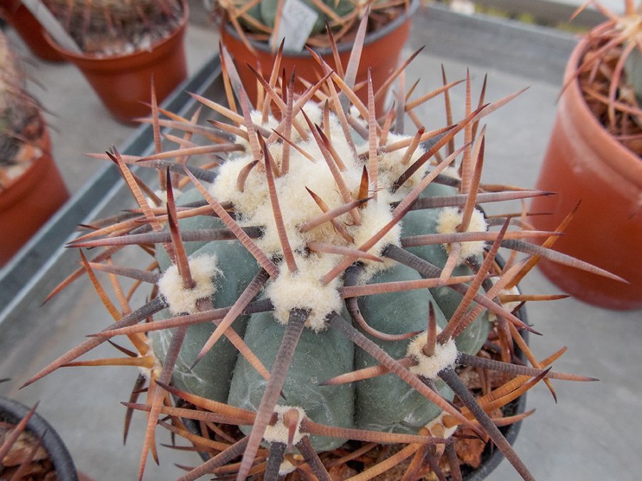 Echinocactus horizonthalonius VM 896 Guzman, Coah