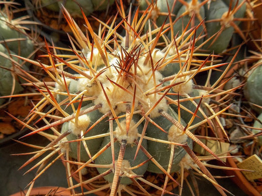 Echinocactus horizonthalonius VZD 63 Saltillo - Torreón, km 134, Coah