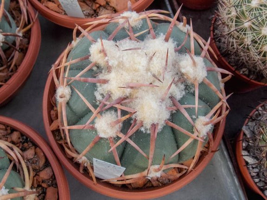 Echinocactus horizonthalonius VZD 892 San Pablo, Dur
