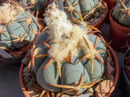 Echinocactus horizonthalonius VZD 896  Ignacio Zaragoza (Los Encinos), Dur - 10 seeds