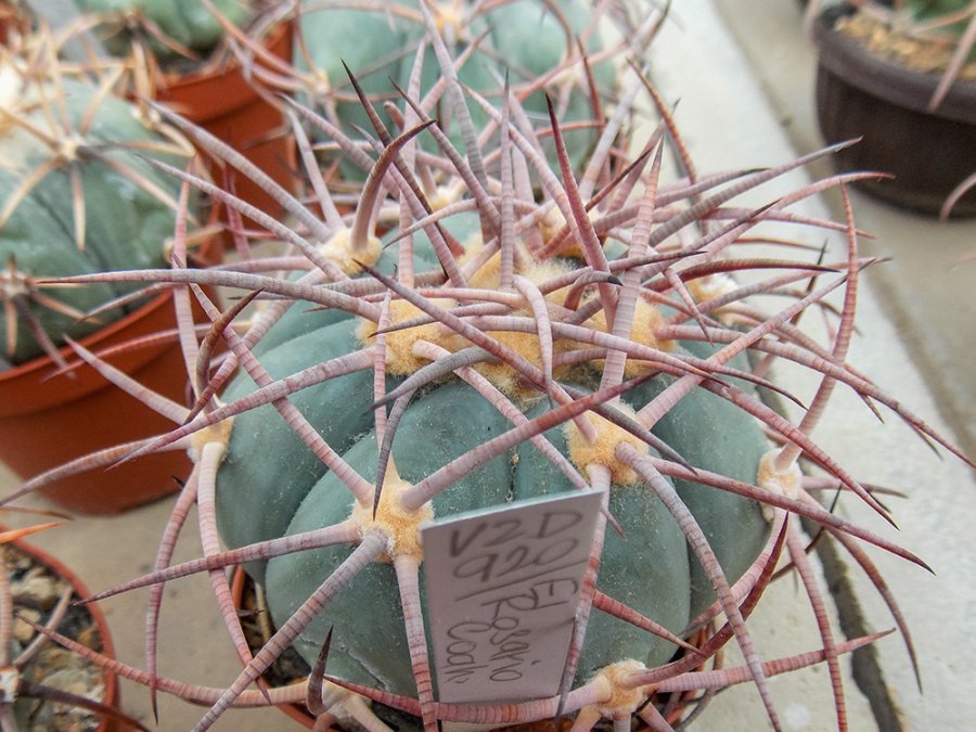 Echinocactus horizonthalonius VZD 920 La Rosario, Coah - 10 seeds