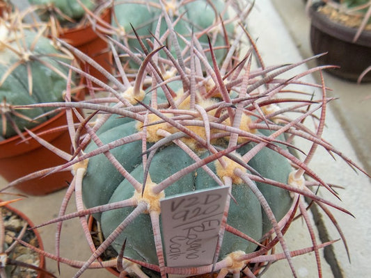 Echinocactus horizonthalonius VZD 920 La Rosario, Coah - 10 seeds