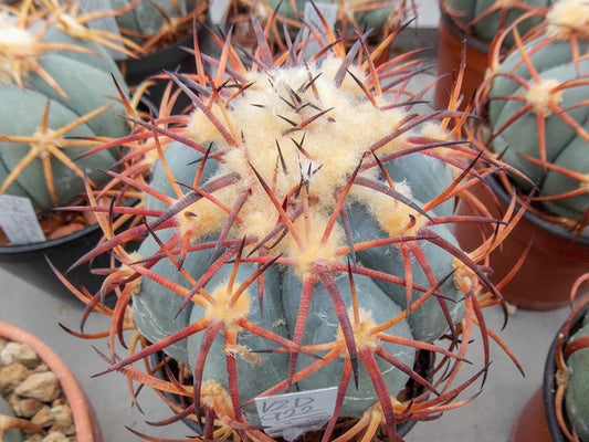 Echinocactus horizonthalonius VZD 922 Rancho Diana, Coah