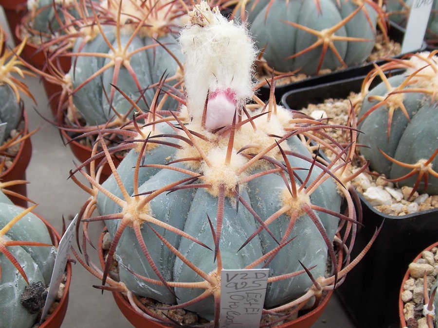 Echinocactus horizonthalonius VZD 925 Est. El Oro, Coah - 10 seeds