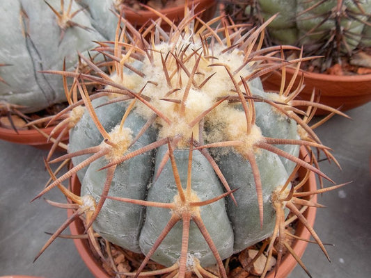 Echinocactus horizonthalonius SB 1531 Lincoln Co, NM