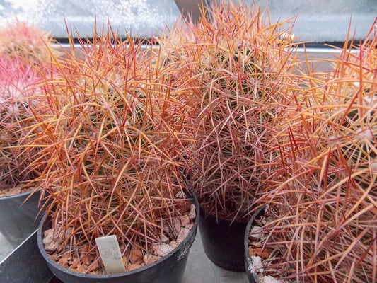 Echinomastus johnsonii RP 34 Frenchman Mts, Nv - 10 seeds