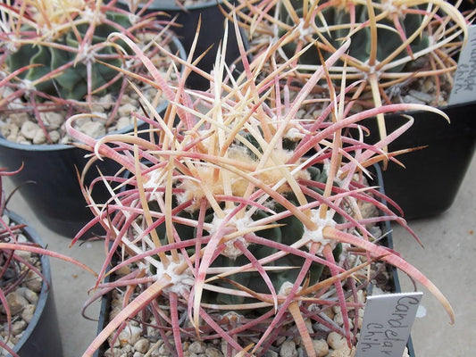 Echinocactus parryi VZD 1056 Rancho Candelaria, Chih - 10 seeds
