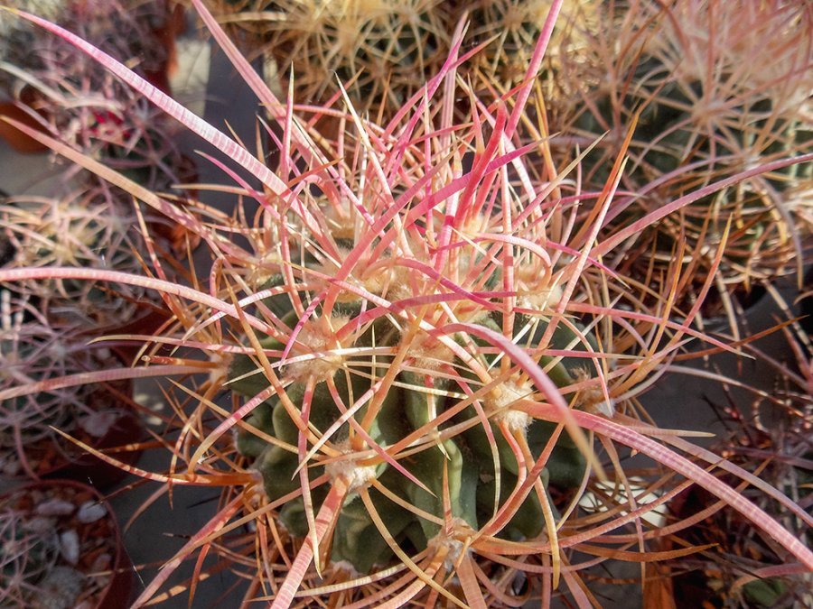 Echinocactus polycephalus ssp. xeranthemoides SB 588 Marble Canyon, Az - 10 seeds