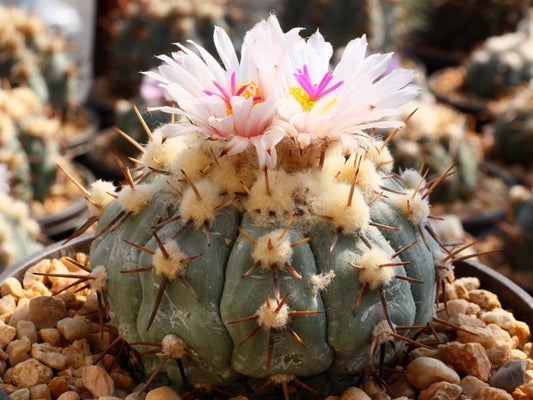 Echinocactus horizonthalonius v. subikii VM 324 El Zoro, NL - 10 seeds