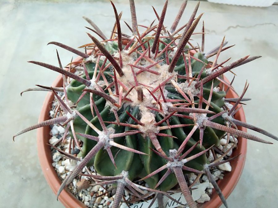 Echinocactus texensis SB 980 Chaves Co, NM - 10 seeds