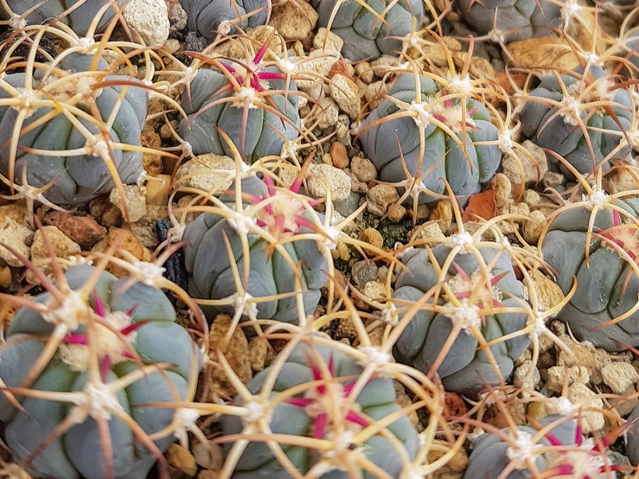 Echinocactus horizonthalonius VZD 562 San Vincente de Melones, Dur