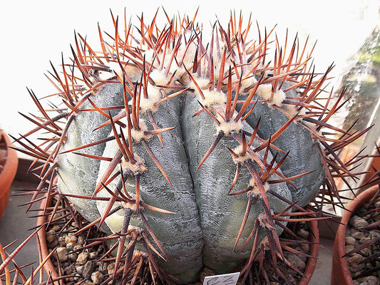 Echinocactus horizonthalonius CZ 85 Arteaga, Coah