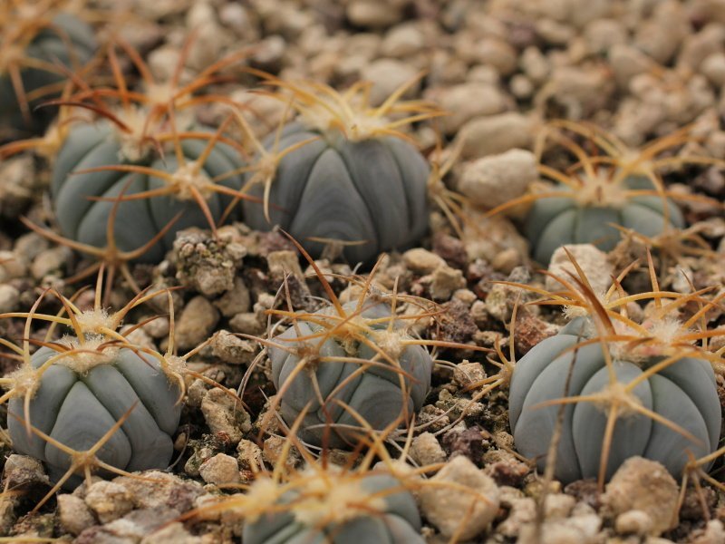 Echinocactus horizonthalonius El Pegueto, Icamole, NL