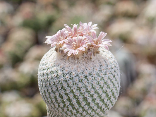 Epithelantha bokei MMR 287 Puertecitos - Ocampo, Coah