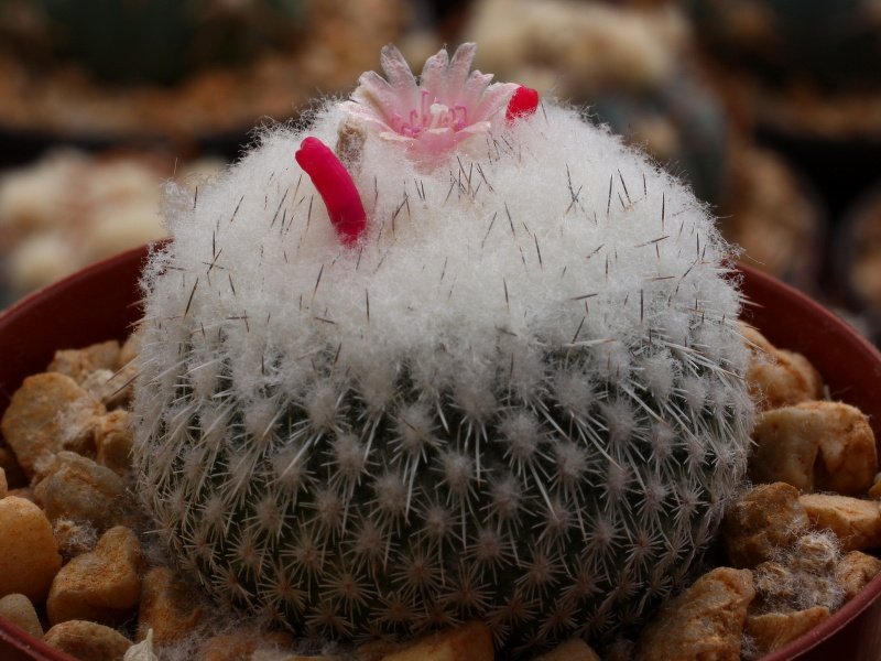 Epithelantha bokei v. unguispina Lau 1022 Monterrey, NL