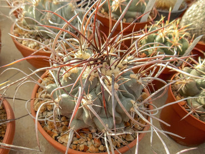 Thelocactus rinconensis var. nidulans Sierra de la Paila, Coah - 10 seeds