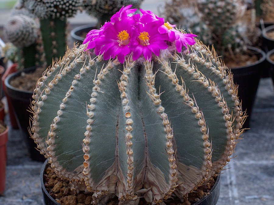 Geohintonia mexicana