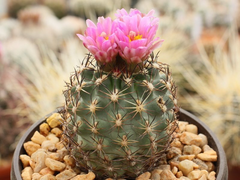 Sclerocactus brevispinus (wetlandicus ssp. ilseae) SB 1743 Duchesne Co, Ut - 10 seeds