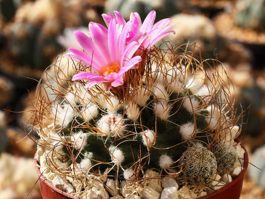 Turbinicarpus pseudomacrochele var. lausseri MZ 571 Sierra del Doctor, Que