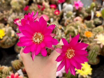 Chamaecereus hybr. Hajek 23.037