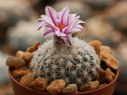 Turbinicarpus saueri ssp. septentrionalis VM 655 Monterrey, NL