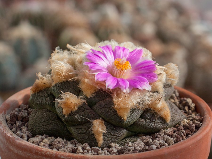 Ariocarpus fissuratus ssp. lloydii VZD 423 San Felipe, Zac