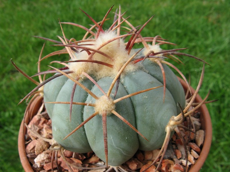 Echinocactus horizonthalonius Terlingua, Tx - 10 seeds