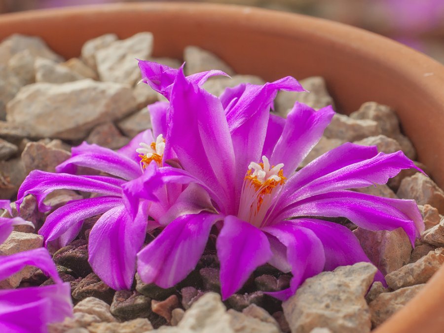 Ariocarpus kotschoubeyanus VZD 1123 Canutillo, Zac