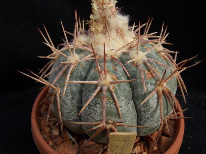 Echinocactus horizonthalonius La Ventura, SLP - 10 seeds