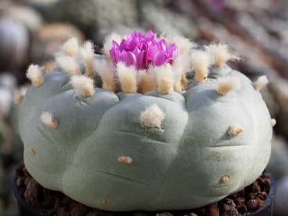 Lophophora fricii San Pedro, Coah