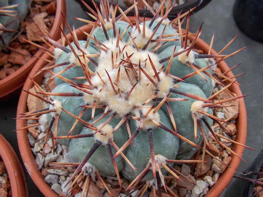 Echinocactus horizonthalonius KMR 222 Aqua Nueva, Coah