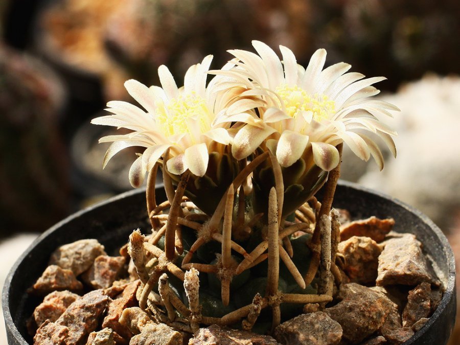 Navajoa peeblesiana v. menzelii JB 2 s. from Grand Canyon, Az - grafted