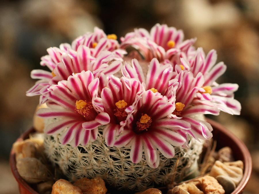 Mammillaria hermosana VZD 1181 El Encino, Zac