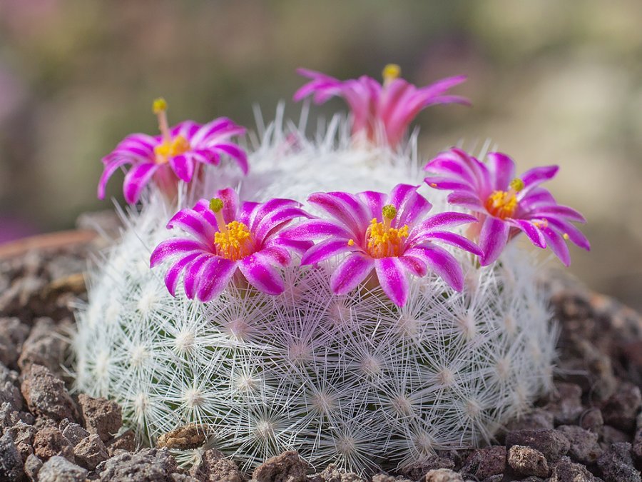 Mammillaria humboldtii RH 132 Gilo, Hid