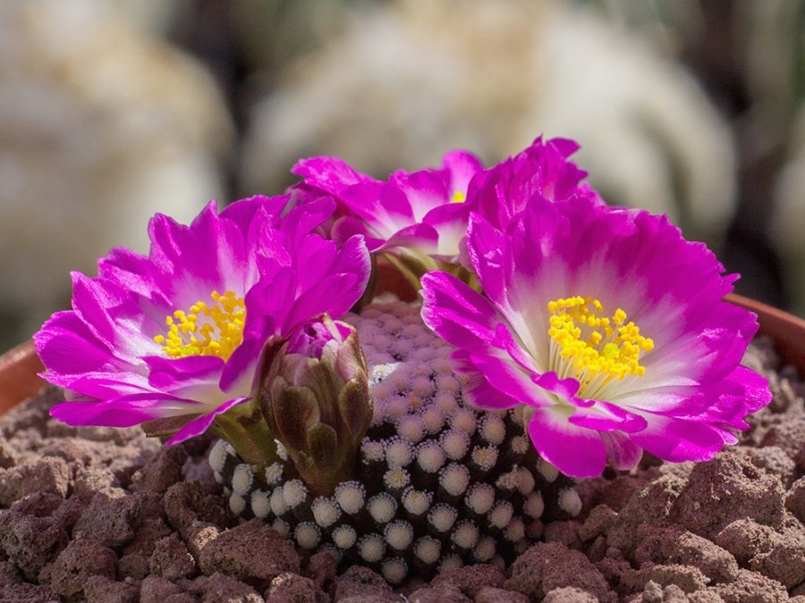 Mammillaria luethyi - seedlings 1 cm