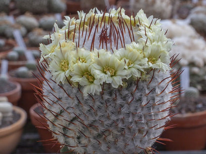 Mammillaria perezdelarosea ssp. andersoniana f. longispina GCG 12621 Santa Barbara, Gto - 10 seeds