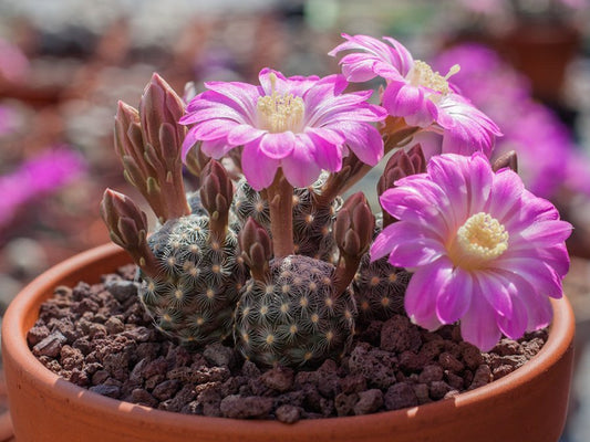 Mammillaria saboae MH 17 El Manzano, Chih