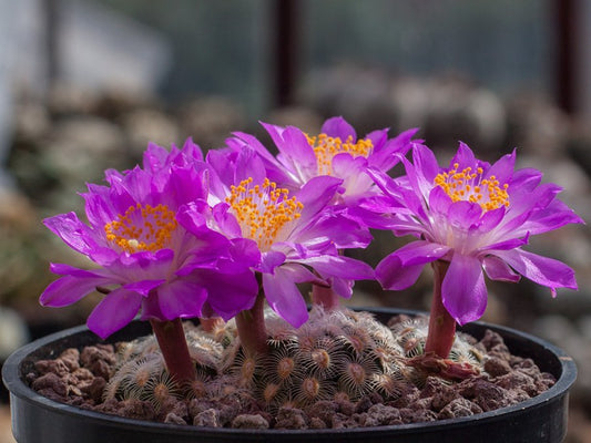 Mammillaria saboae ssp. haudeana Maycoba, Son