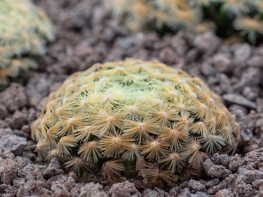 Mammillaria schiedeana MMR 268 Mina Adjuntas, Gto