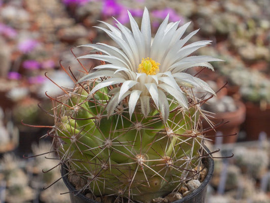 Mammillaria wrightii var. wolfii L 1042 Cuauhtemoc, Chih