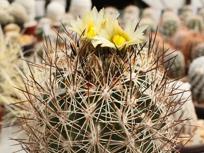 Pediocactus sileri SB 1872 St. George, Ut - 10 seeds