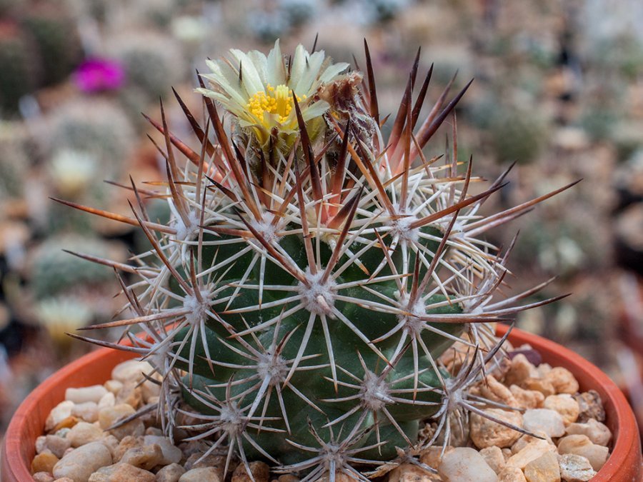 Pediocactus sileri SB 473 Fredonia, Az - grafted